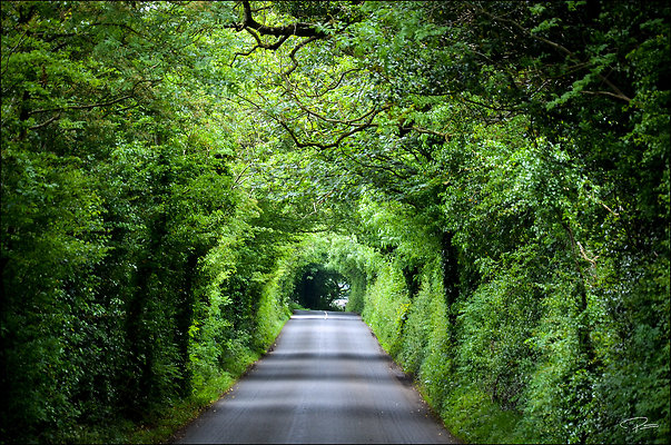 Ireland TheHedges 2014 06 13 PG 046